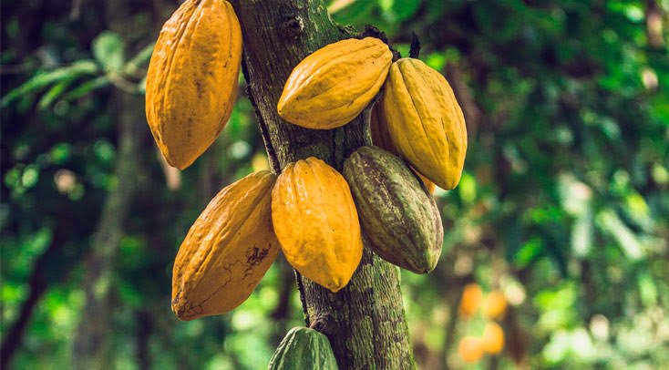 L’Initiative Cacao Côte d’Ivoire-Ghana s’ouvre au Nigeria et au Cameroun